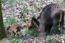 20160423 (8)_Wild_Boar.JPG