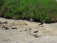 2016.07.12 Collared Pratincole & Little Ringed Plovers.jpg