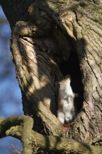 20160501 (4)_Grey_Squirrel.JPG