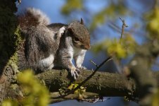 20160501 (7)_Grey_Squirrel.JPG