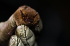 20160517 (1)_Soprano_Pipistrelle.JPG