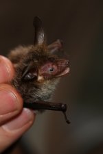 20160518 (2)_Bechsteins_Bat.JPG