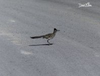 GREATER ROADRUNNER WM RS 0001.jpg