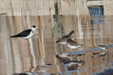 Black-winged Stilt_Spotted Redshank_Wood Sandpiper_Little Stint.jpg