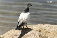 ROCK DOVE WM RS 0004.jpg