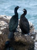 Red-faced & Pelagic Cormorants, Cape Nosappu (1).JPG