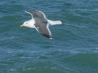SB Gull, Cape Nosappu.JPG