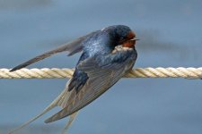 Swallow4.jpg