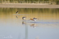 American avocet WM RS 0001.jpg