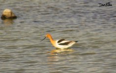 American avocet WM RS 0002.jpg