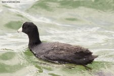 American Coot 0001 rs.jpg