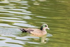 American Wigeon wm rs 0001.jpg