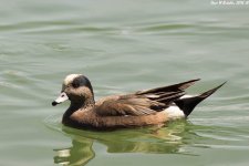 AMERICAN WIGEON WM RS 0002.jpg