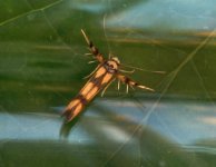 Stathmopoda pedella 24.vi.2016 swept from foliage.jpg