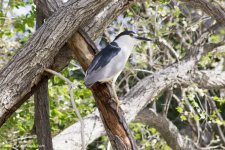 Black-crowned Night Heron WM RS 0008.jpg