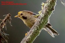 Gold-fronted Fulvetta.jpg