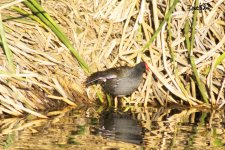 Common gallinule WM RS 0001.jpg