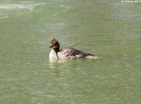 Common Merganser WM RS 0001.jpg