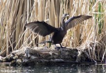 DOUBLE CRESTED CORMORANT WM RS 0001.jpg