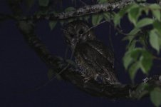 Chinese Tawny Owl (03) - Copy.jpg