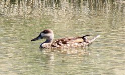 Marbled Duck.jpg