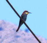 Bee-eater.jpg