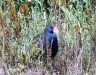 Purple Gallinule.jpg