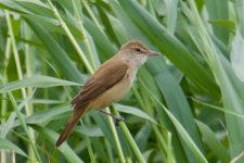 Oriental Reed Warbler (1).jpg