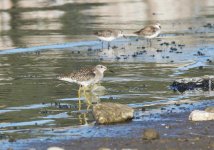 Wood Sandpiper.jpg