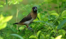 DSC00123 White-rumped Munia @ DB.JPG