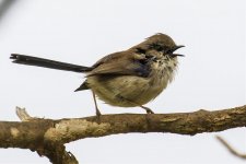 cheltenham_wren-1-1800x1200s.jpg