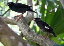 DSC00079 Crested Myna @ DB.JPG