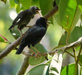 DSC00139 Crested Myna @ DB.jpg