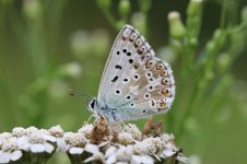 Chalkhill Blue lt 2.jpg