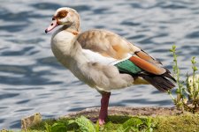 Egyptian Goose comp.jpg