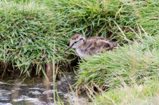 Redshank chick1 comp.jpg