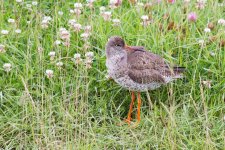 Redshank comp.jpg