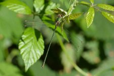 willow emerald male.JPG