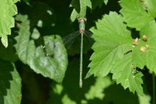 willow emerald female.JPG