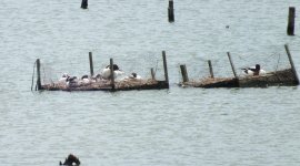 1. shelduck family in tern rafts DSCF5299.jpg