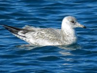 Kamchatka Gull, Ochisi harbour.JPG