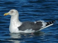 SB Gull, Ochiisi harbour.JPG