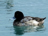 Scaup, Ochiisi harbour.JPG