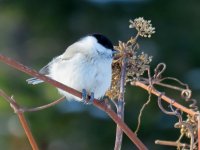 Willow Tit, Tobai rd.JPG