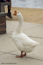 DOMESTIC SWAN GOOSE WM RS 0001.jpg