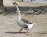 DOMESTIC SWAN GOOSE WM RS 0002.jpg