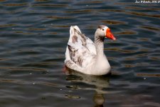 DOMESTIC SWAN GOOSE WM RS 0003.jpg