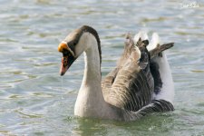 DOMESTIC SWAN GOOSE WM RS 0004.jpg