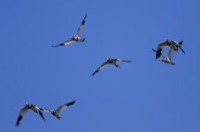 Grey-Headed Lapwing (2).jpg