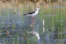 Black-Winged Stilt (1).jpg